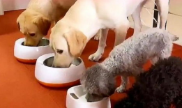 狗吃饭视频,捕捉它们用餐的可爱瞬间